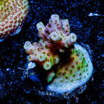 Optimus Prime Acropora 