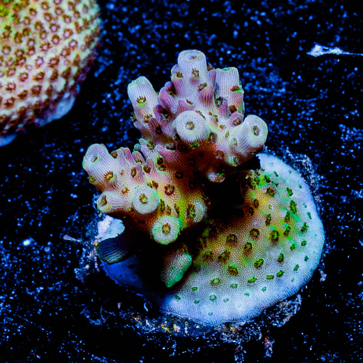 Optimus Prime Acropora 