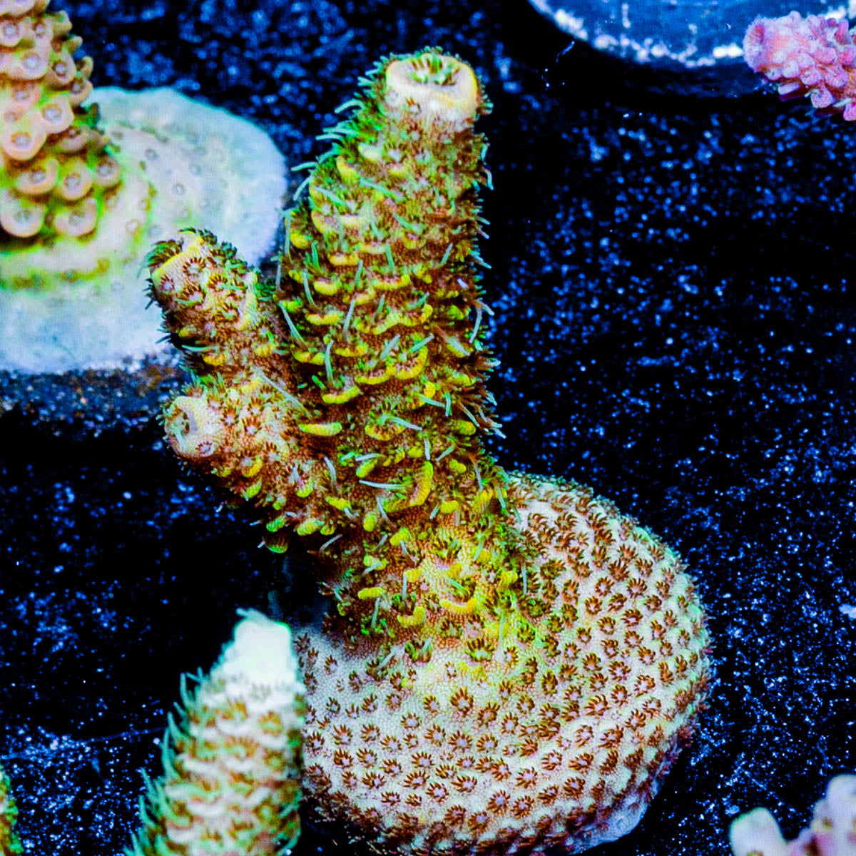 Sky Walker Millepora 