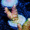 Robot Santa clause Acropora 