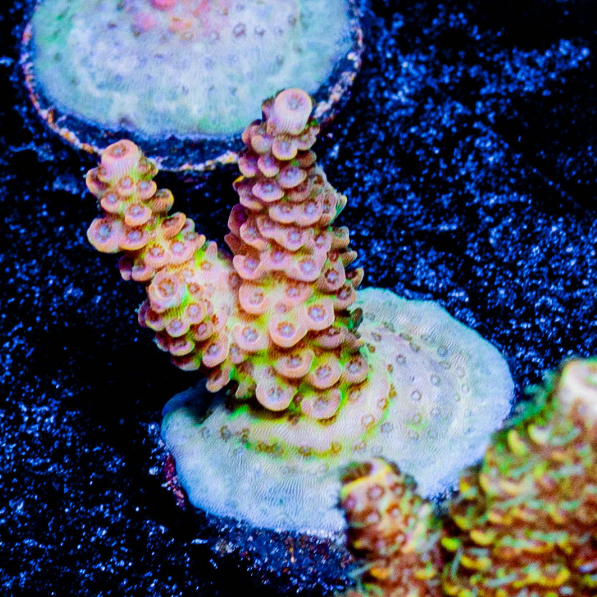 Robot Santa clause Acropora 