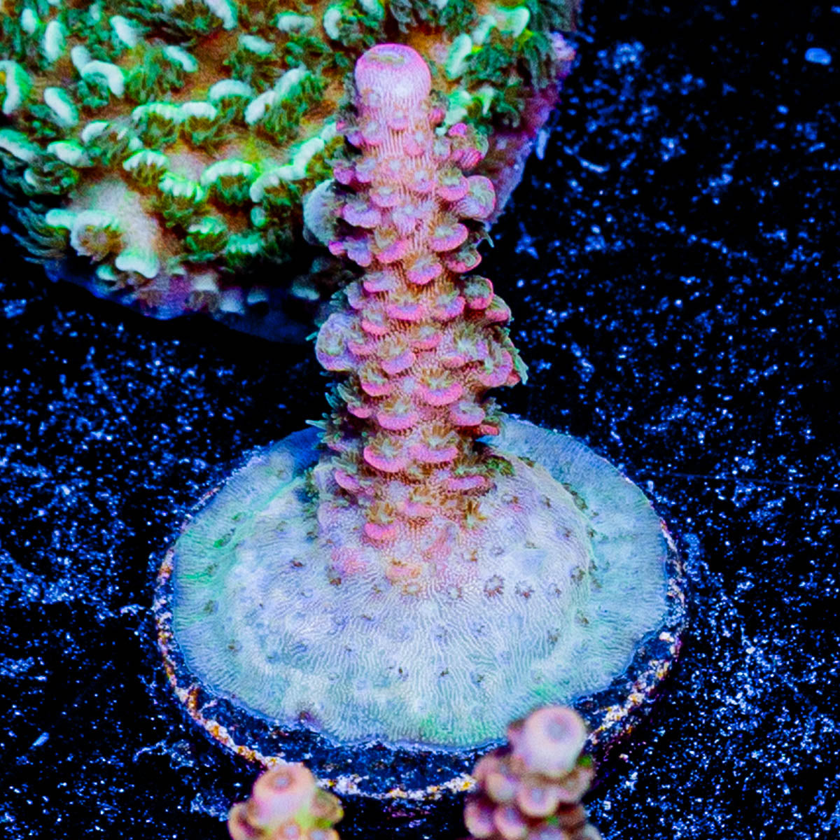 Who Dat Millepora 
