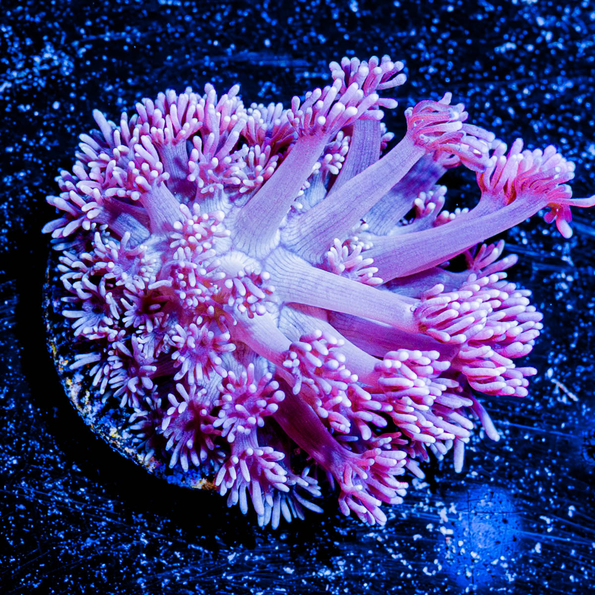 Hunch Punch Goniopora 