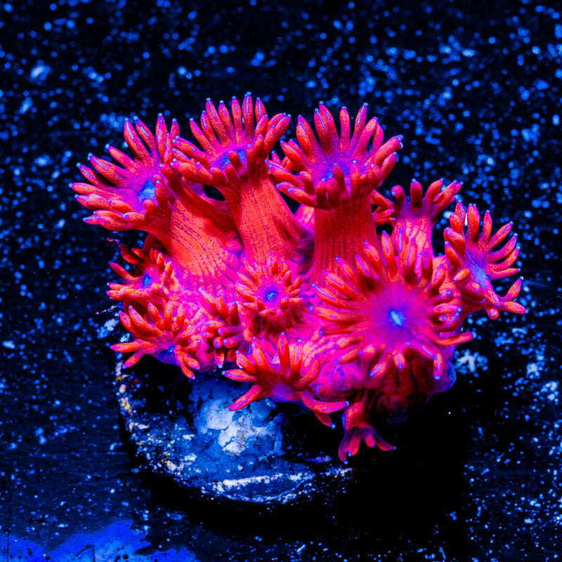 Red Bull Goniopora