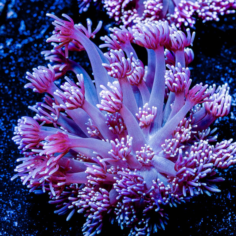 Hunch Punch Goniopora