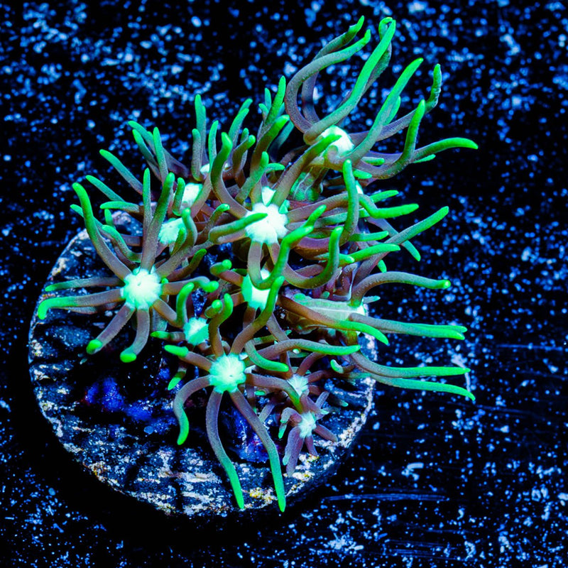 Bright Green Star Polyp