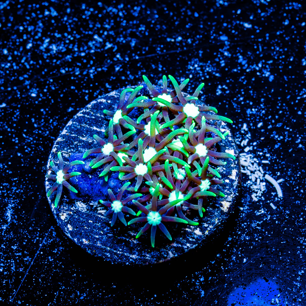 Teal Star Polyp 