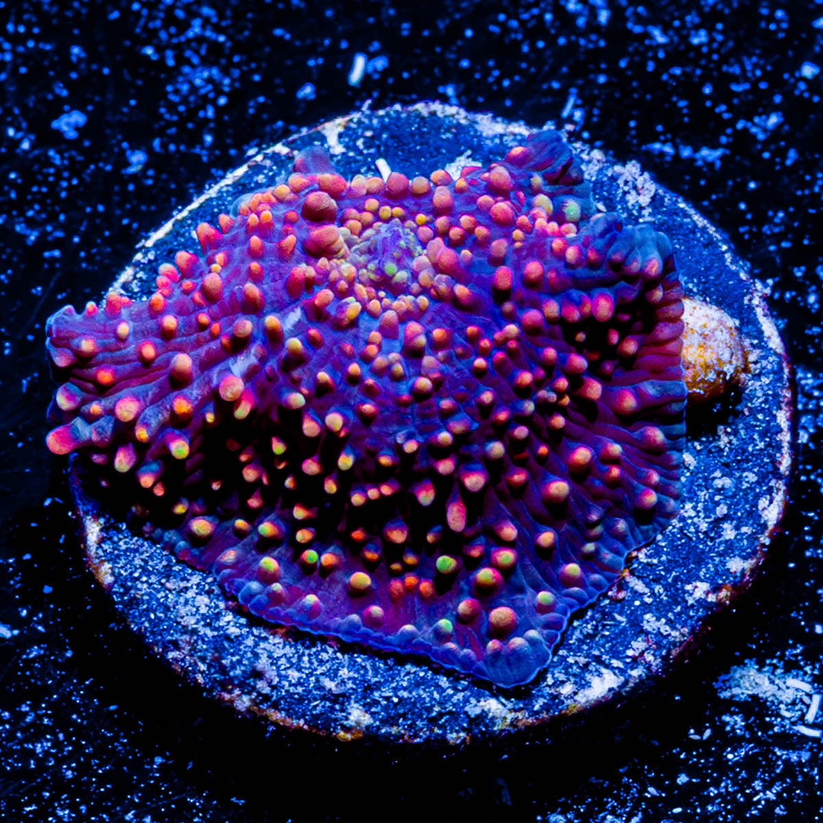 Rainbow interstellar Mushroom 