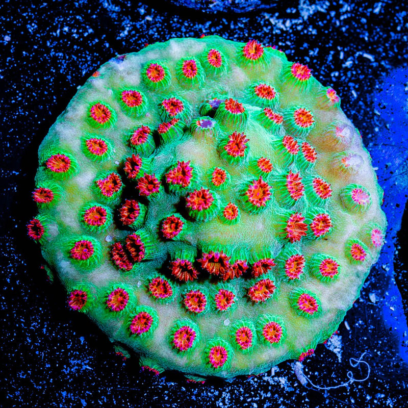 Meteor Shower Cyphastrea