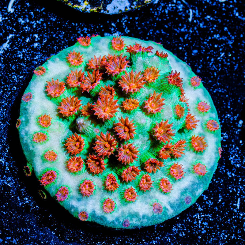 Meteor Shower Cyphastrea