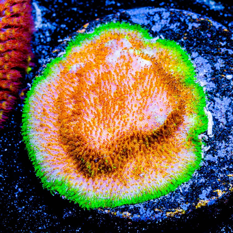 TC WaterMelon Psammocora