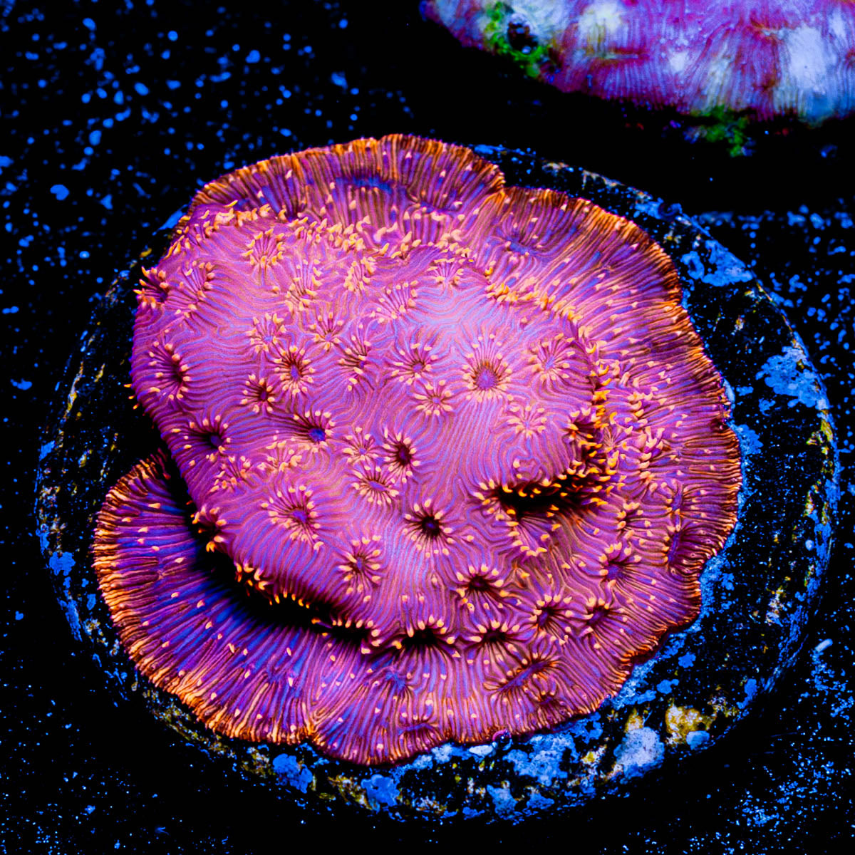 Orange Pavona 