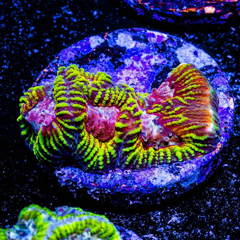 Hipnotic Favia