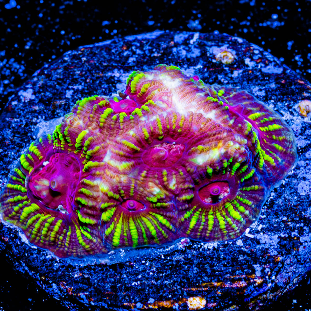 Hipnotic Favia 