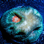 GI Favia - riptide aquaculture llc