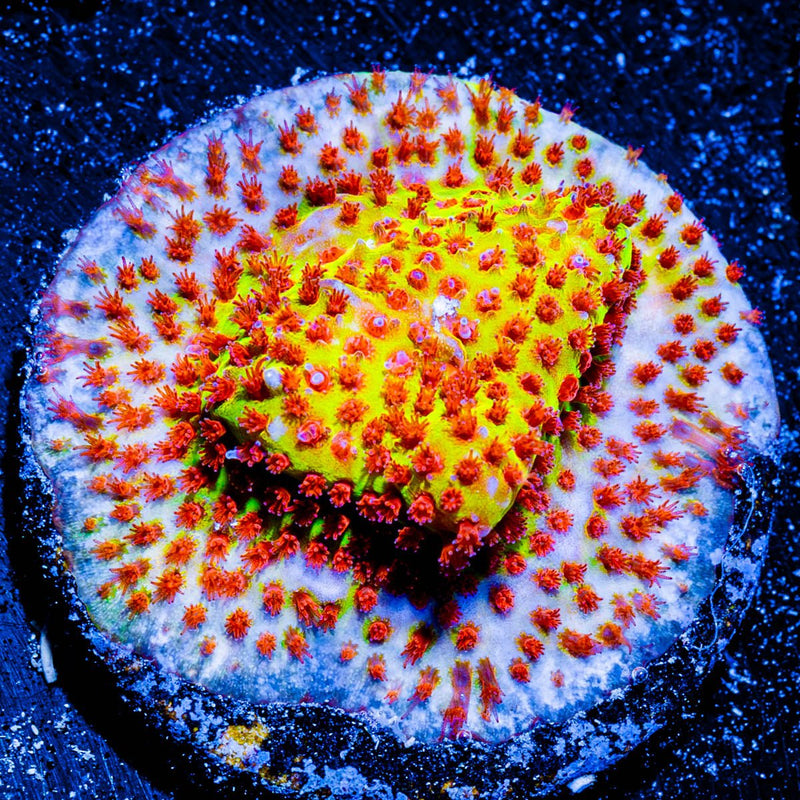 Burning Banana Stylostinellia