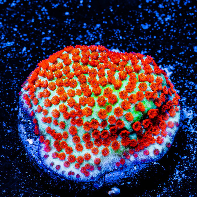 Chilli Pepper Montipora