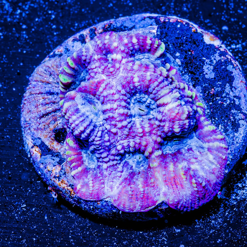 Pink dumbo Favia