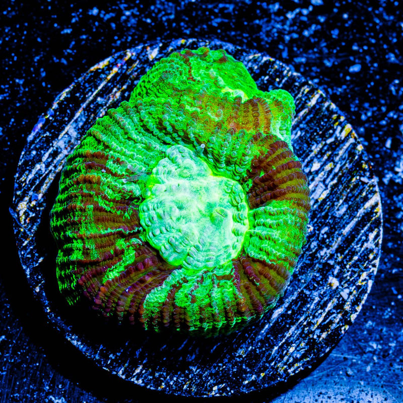 Green Lantern Favia