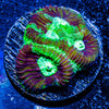 Green Lantern Favia - riptide aquaculture llc