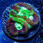 Green Lantern Favia - riptide aquaculture llc