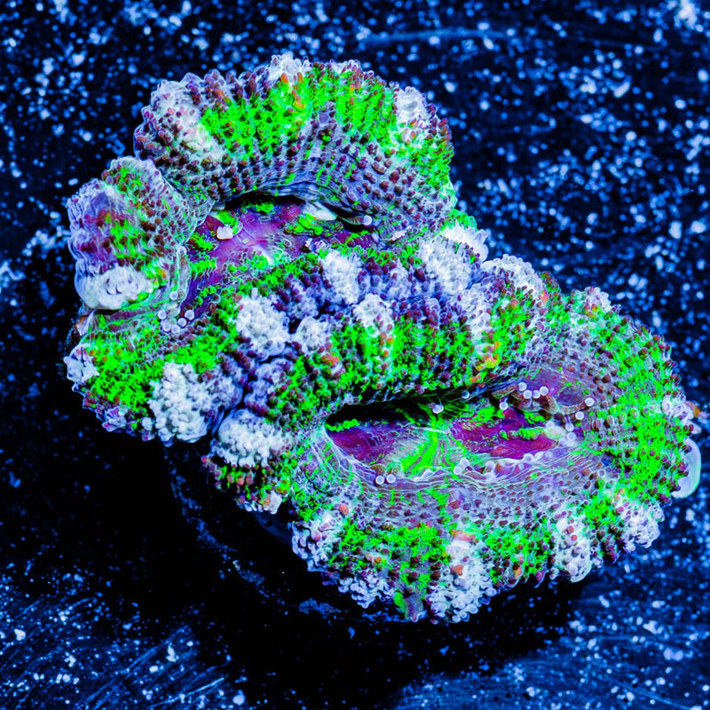 Acan/ Micromussa