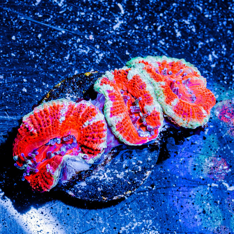 Acan/ Micromussa