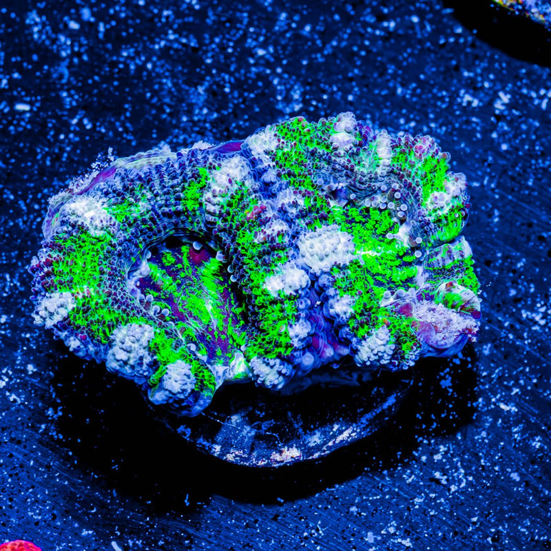Acan/ Micromussa