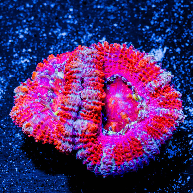 Acan/ Micromussa