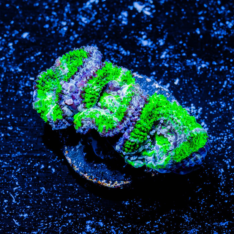 Acan/ Micromussa