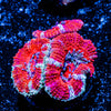 Acan/ Micromussa 