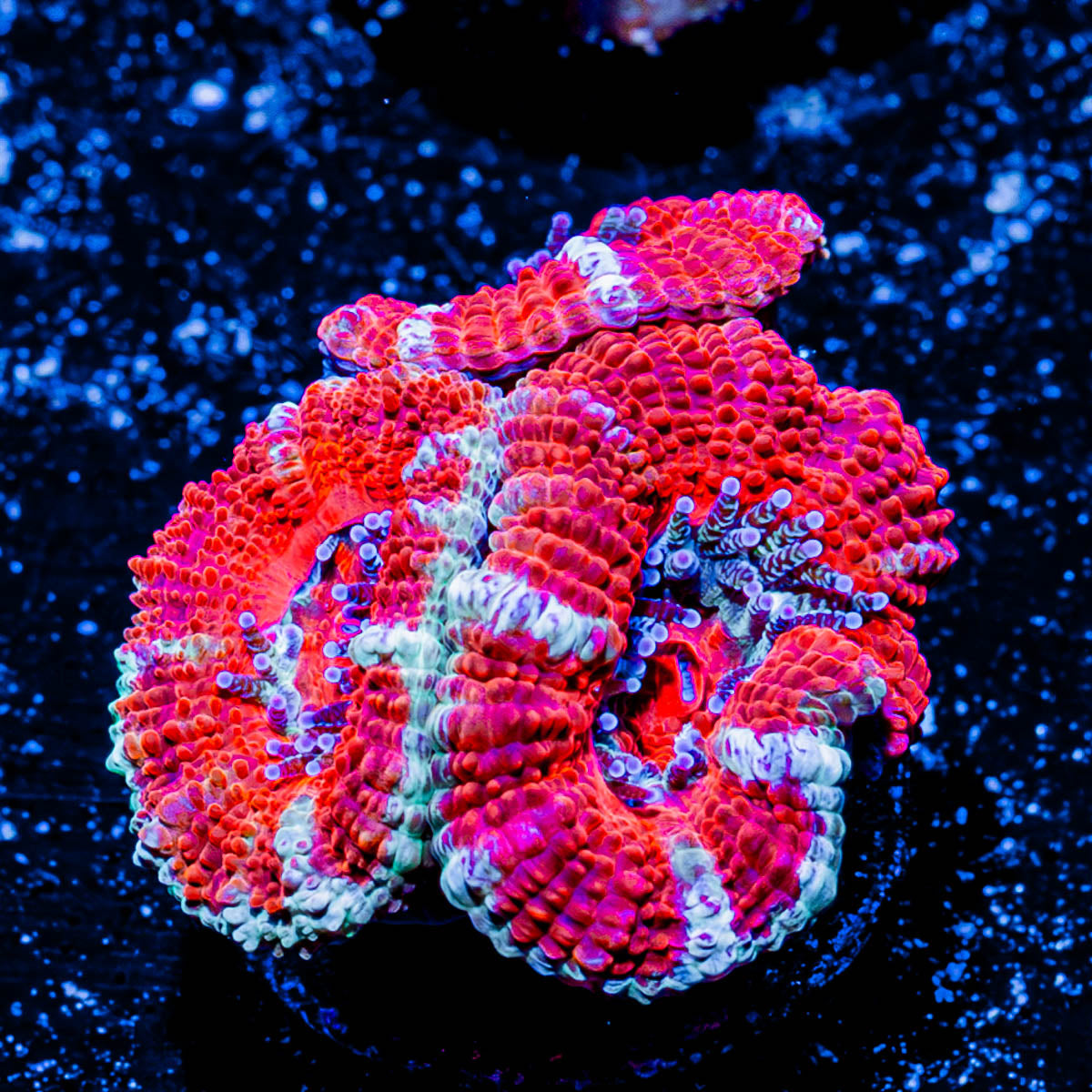 Acan/ Micromussa 