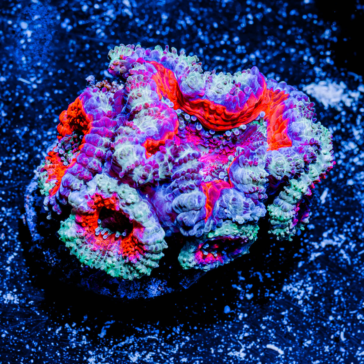 Acan/ Micromussa 