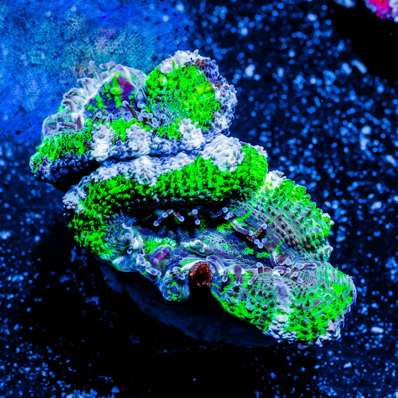 Acan/ Micromussa