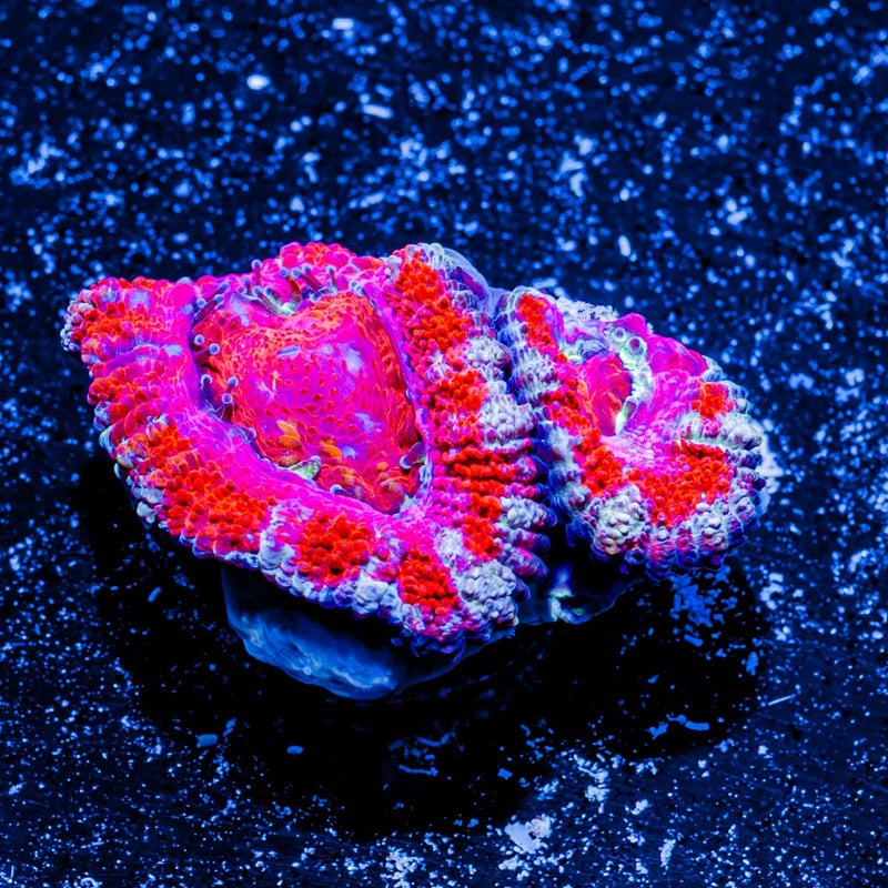 Acan/ Micromussa