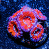 Acan/ Micromussa 