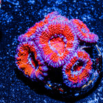 Acan/ Micromussa 