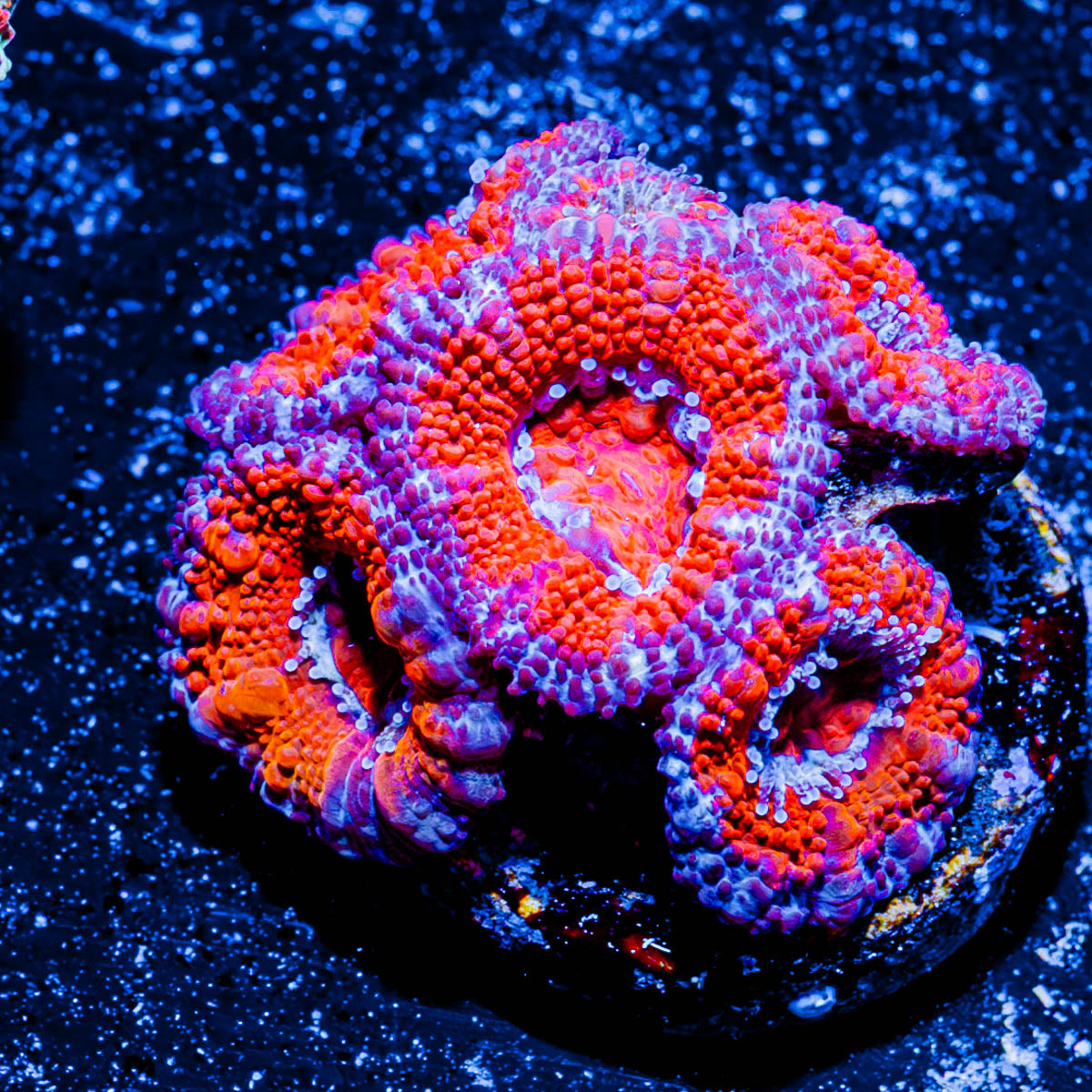 Acan/ Micromussa 