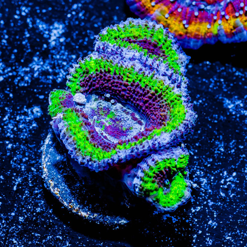 Acan/ Micromussa