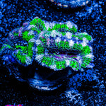 Acan/ Micromussa 
