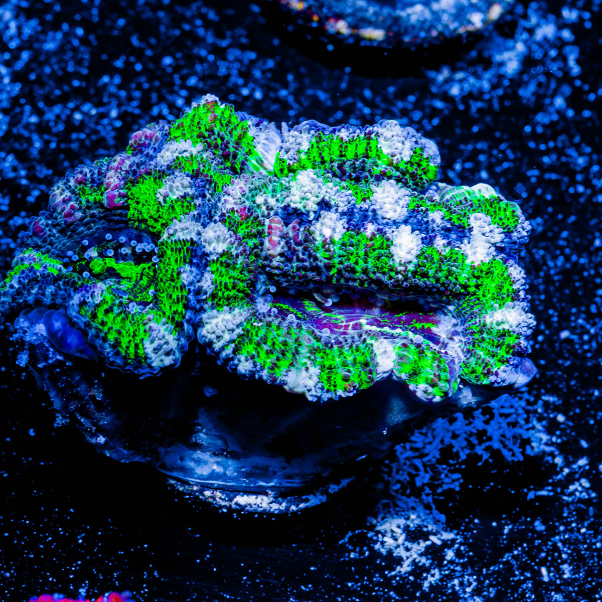 Acan/ Micromussa 