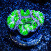 Acan/ Micromussa 