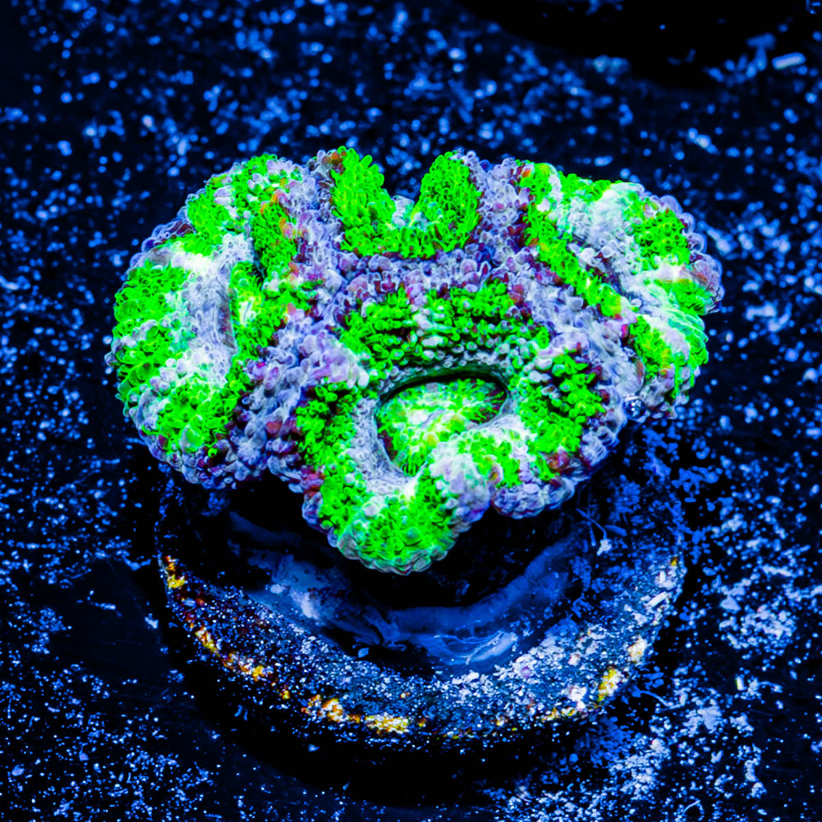 Acan/ Micromussa 
