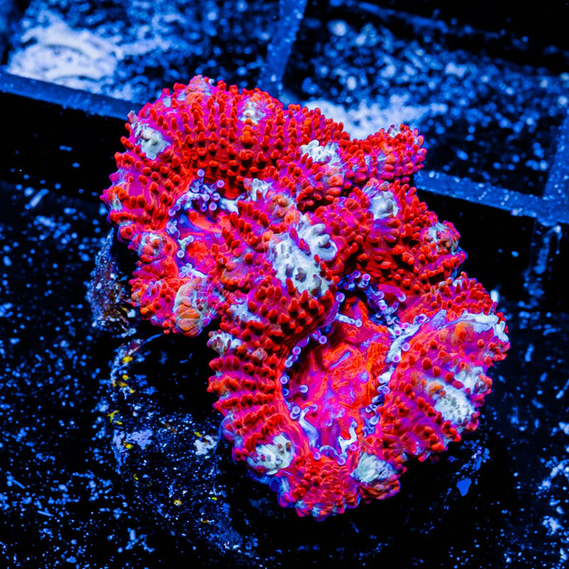 Acan/ Micromussa