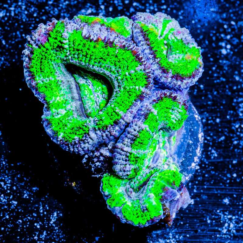 Acan/ Micromussa