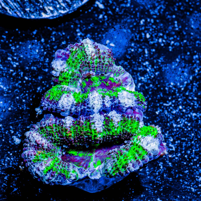 Acan/ Micromussa