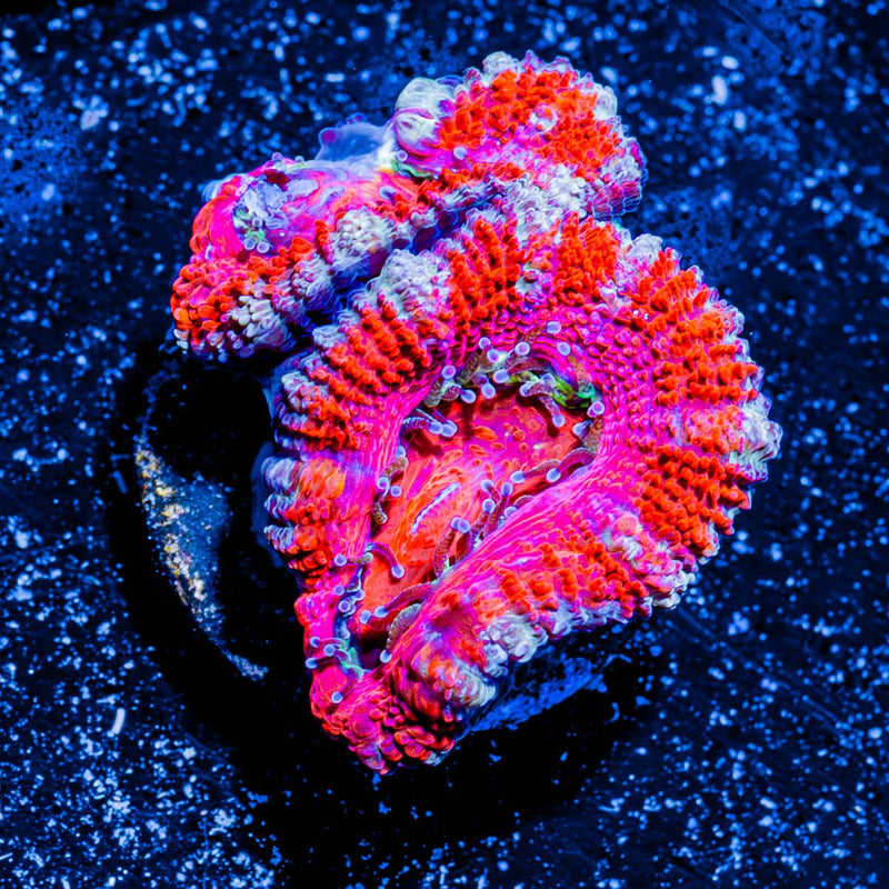 Acan/ Micromussa