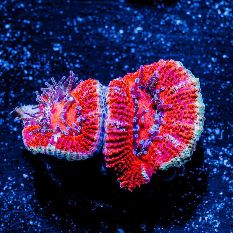 Acan/ Micromussa