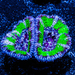 Acan/ Micromussa 