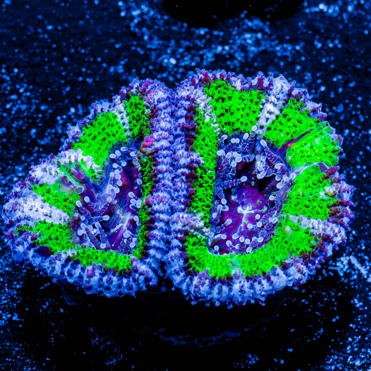 Acan/ Micromussa 